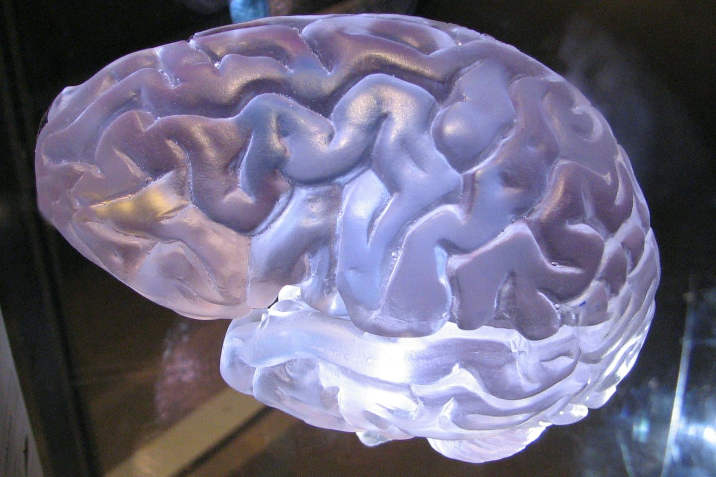 Modello di cervello traslucido e luminoso con luce viola e blu.